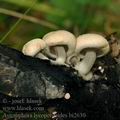 Asterophora_lycoperdoides_bi2630