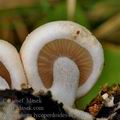 Asterophora_lycoperdoides_bi2641