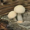 Asterophora_lycoperdoides_bi2647