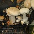 Asterophora_lycoperdoides_bi2655