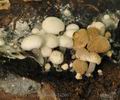 Asterophora_lycoperdoides_bi2667