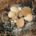 Asterophora_lycoperdoides_bi2688