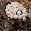 Asterophora_lycoperdoides_bi5285