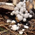 Asterophora_lycoperdoides_bi5288