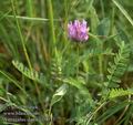 Astragalus_danicus_9013