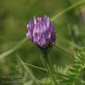 Astragalus_danicus_ak3854