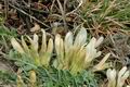 Astragalus_depressus_ae2951