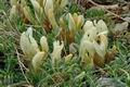 Astragalus_depressus_ae2955