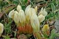 Astragalus_depressus_ae2958