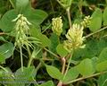 Astragalus_glycyphyllus_a486