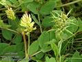 Astragalus_glycyphyllus_a487