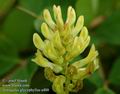 Astragalus_glycyphyllus_a488