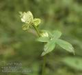 Astrantia_major_ab8068