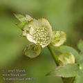 Astrantia_major_ab8073