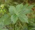 Astrantia_major_ab8082