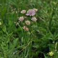 Astrantia_major_bk3541