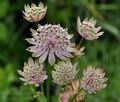 Astrantia_major_bk3544