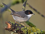 sylvia_melanocephala_mc8584