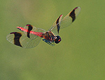 sympetrum_pedemontanum_bd9