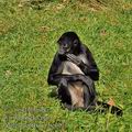 Ateles_geoffroyi_be1071