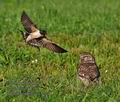 Athene_noctua_ra5073