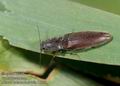 Athous_haemorrhoidalis_11554