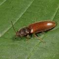 Athous_haemorrhoidalis_ab6537