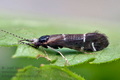 Athripsodes_albifrons_cl5607s