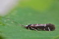 Athripsodes_albifrons_cl5652s