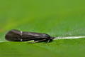 Athripsodes_bilineatus_dy4449s