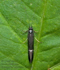 Athripsodes_bilineatus_dy4499s