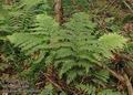 Athyrium_distentifolium_a2952