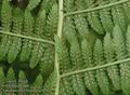 Athyrium_filix-femina_a2972