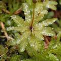 Atrichum_undulatum_ak0103