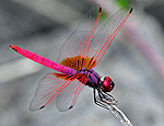 trithemis_aurora_fd9783