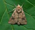 Atypha_pulmonaris_cv2578s