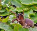 Atypus_affinis_bf4649