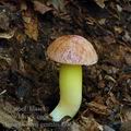 Aureoboletus_gentilis_aj0542