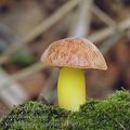 Aureoboletus_gentilis_aj0589