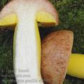 Aureoboletus_gentilis_aj0595