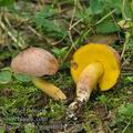 Aureoboletus_gentilis_be2728