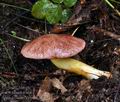 Aureoboletus_gentilis_bp1243