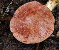 Aureoboletus_gentilis_bp1247