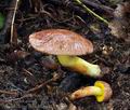 Aureoboletus_gentilis_bp1275