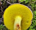 Aureoboletus_gentilis_bp1282