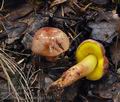 Aureoboletus_gentilis_bp1303