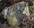 Auricularia_auricula-judae_a8390