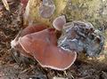 Auricularia_auricula-judae_a8398