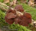 Auricularia_auricula-judae_a8636