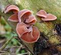 Auricularia_auricula-judae_am3100